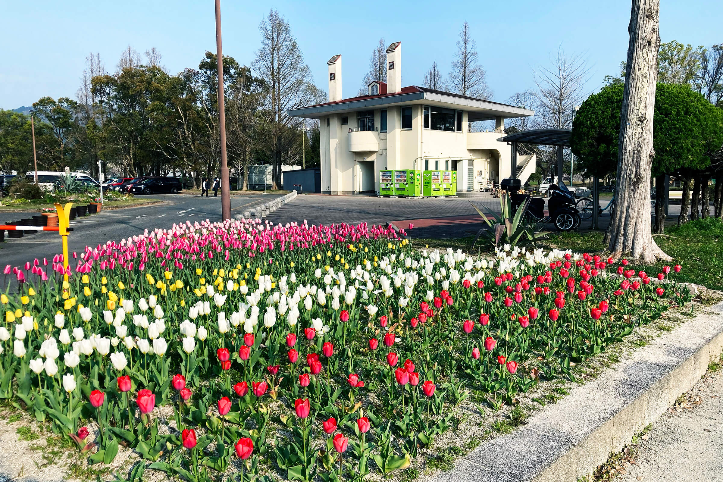 西部運動公園の管理棟とチューリップ